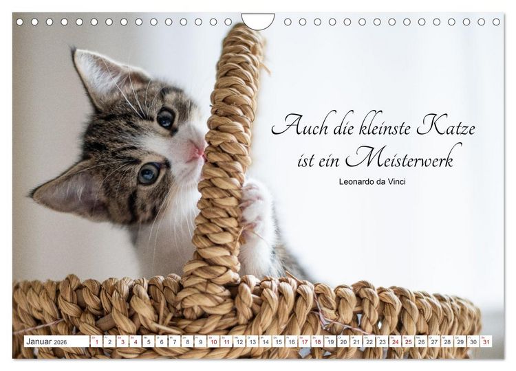 Produktbild: Kitten auf Entdeckungsreise (Wandkalender 2026 DIN A4 quer), CALVENDO Monatskalender