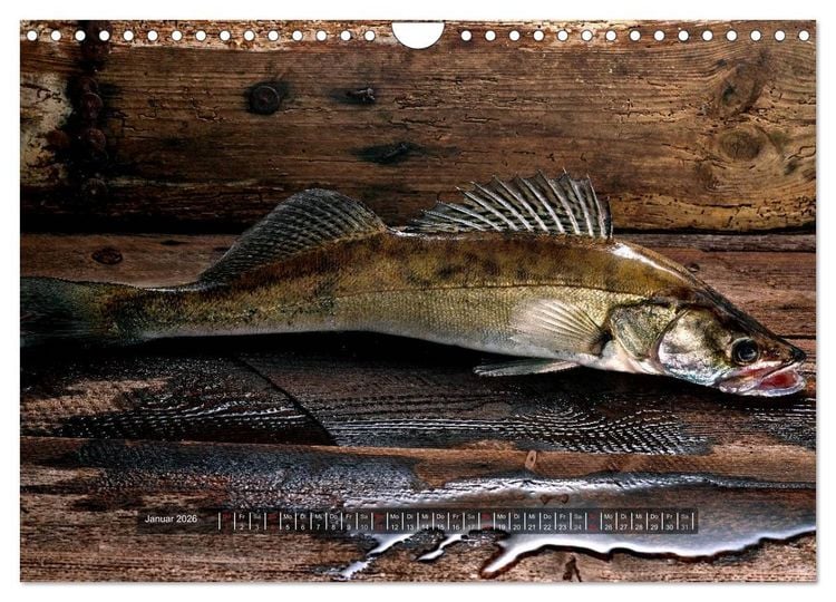 Produktbild: UNSER FISCH. S&Uuml;&szlig;WASSER. (Wandkalender 2026 DIN A4 quer), CALVENDO Monatskalender