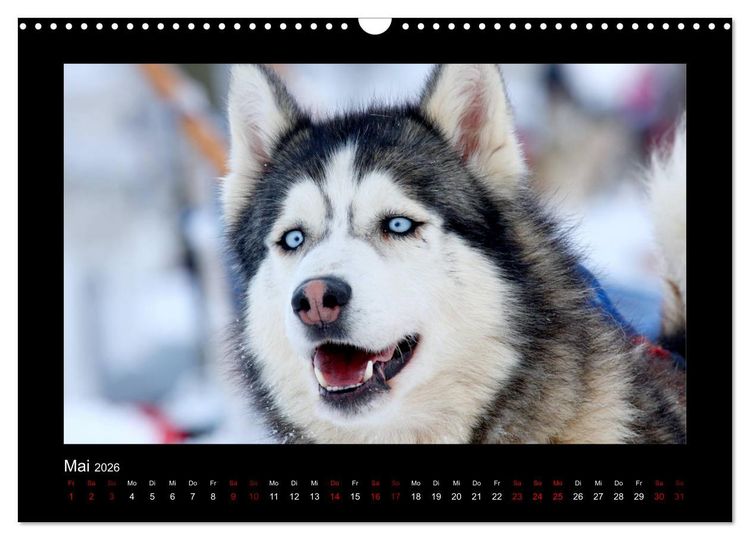 Produktbild: Huskys im Schnee (Wandkalender 2026 DIN A3 quer), CALVENDO Monatskalender