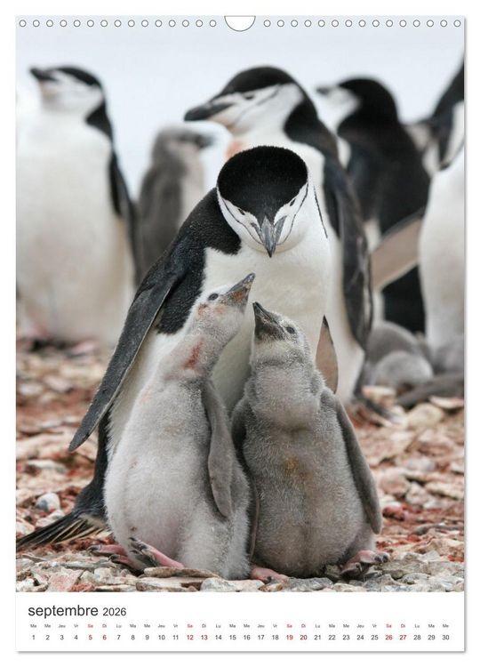 Produktbild: Antarctique des oiseaux de l&eacute;gende (Calendrier mural 2026 DIN A3 horizontal), CALVENDO calendrier mensuel