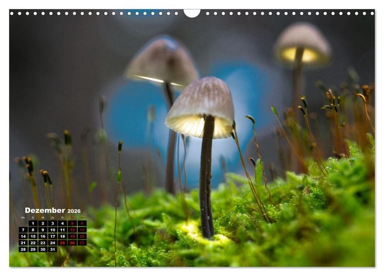 Produktbild: Pilzmagie (Wandkalender 2026 DIN A3 quer), CALVENDO Monatskalender