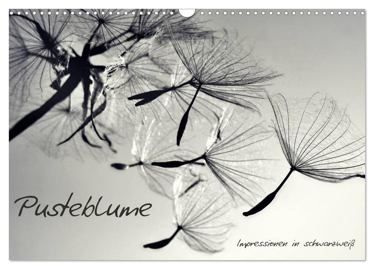 Produktbild: Pusteblume - Impressionen in schwarzwei&szlig; (Wandkalender 2026 DIN A3 quer), CALVENDO Monatskalender