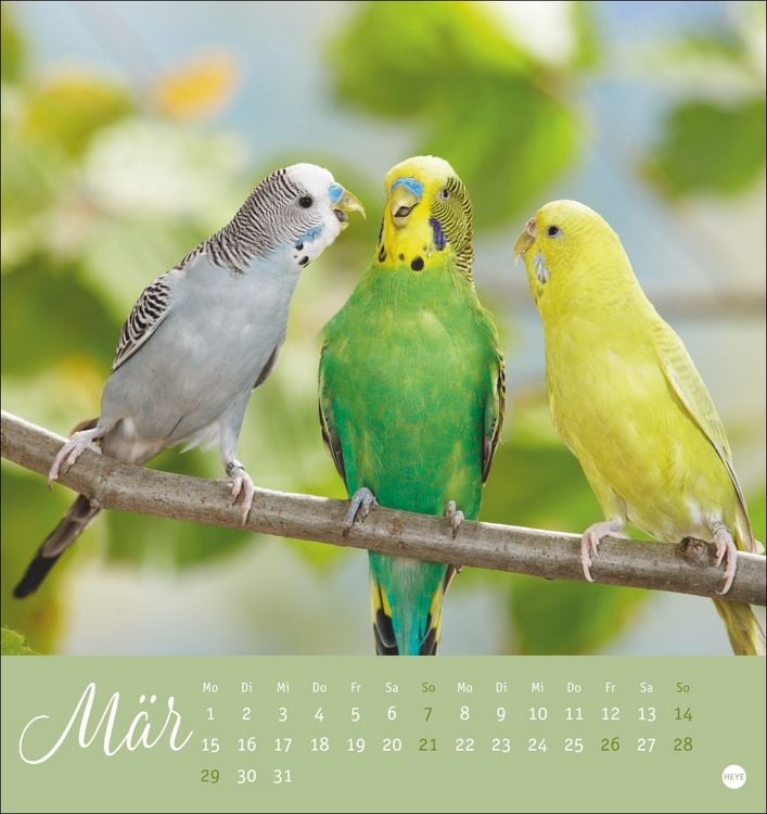 Produktbild: Freche Wellensittiche Postkartenkalender 2027