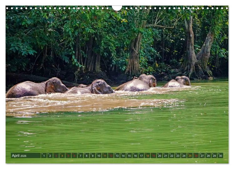 Produktbild: Borneos Zwergelefanten (Wandkalender 2026 DIN A3 quer), CALVENDO Monatskalender