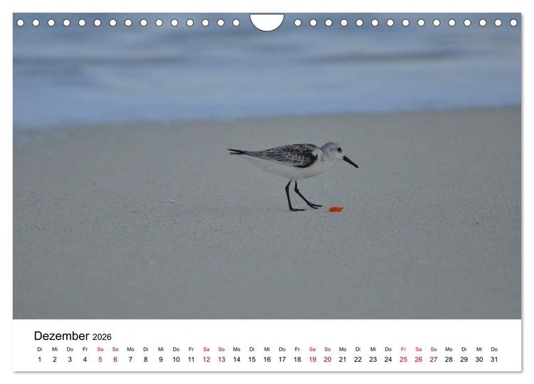 Produktbild: M&ouml;wen am Meer (Wandkalender 2026 DIN A4 quer), CALVENDO Monatskalender