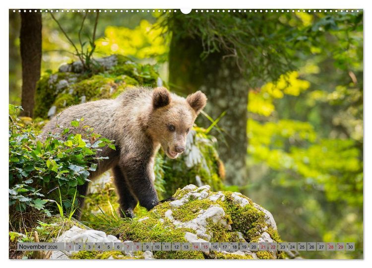 Produktbild: Krafttier B&auml;r (hochwertiger Premium Wandkalender 2026 DIN A2 quer), Kunstdruck in Hochglanz