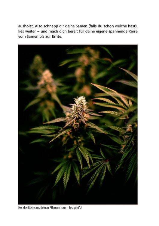Produktbild: Cannabis zu Hause anbauen f&uuml;r Anf&auml;nger