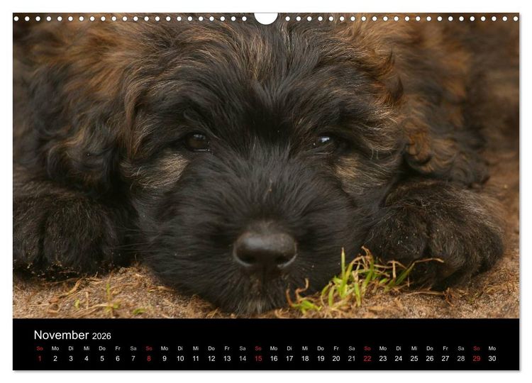 Produktbild: Bouvier des Flandres (Wandkalender 2026 DIN A3 quer), CALVENDO Monatskalender