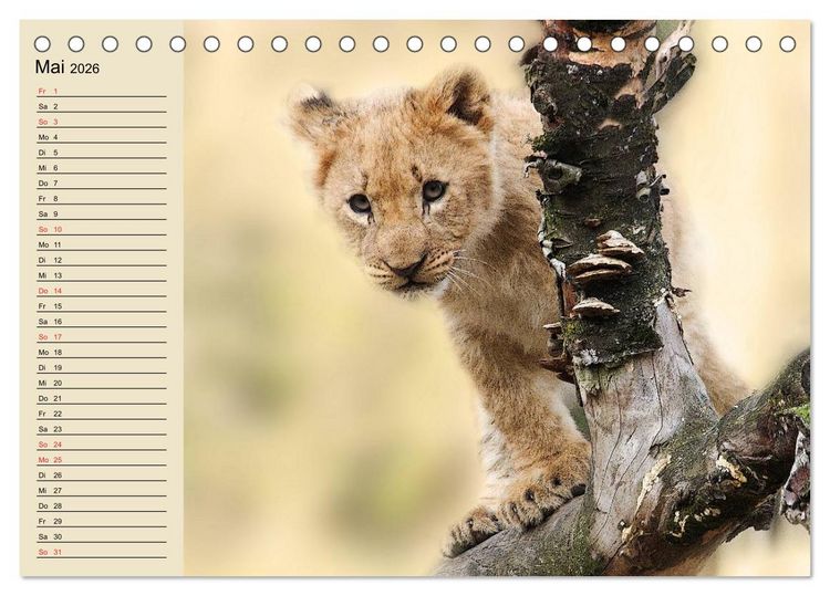 Produktbild: L&ouml;wen in freier Wildbahn (Tischkalender 2026 DIN A5 quer), CALVENDO Monatskalender