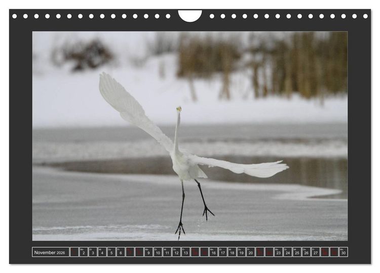 Produktbild: Winterzauber - Tiere in Eis und Schnee (Wandkalender 2026 DIN A4 quer), CALVENDO Monatskalender