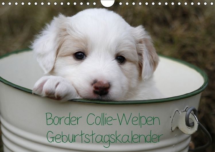 Produktbild: Border Collie-Welpen Geburtstagskalender (Wandkalender immerw&auml;hrend DIN A4 quer)