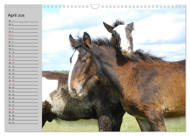 Produktbild: Das Shire Horse. Impressionen (Wandkalender 2026 DIN A3 quer), CALVENDO Monatskalender