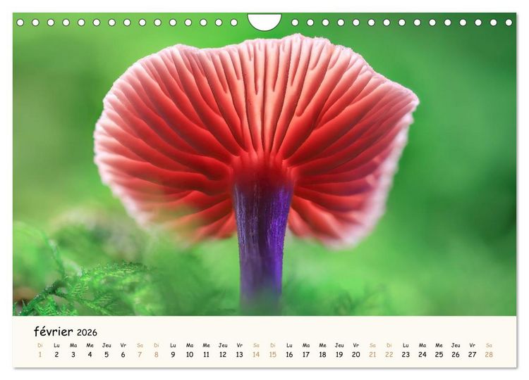 Produktbild: Champignons magiques (Calendrier mural 2026 DIN A4 vertical), CALVENDO calendrier mensuel