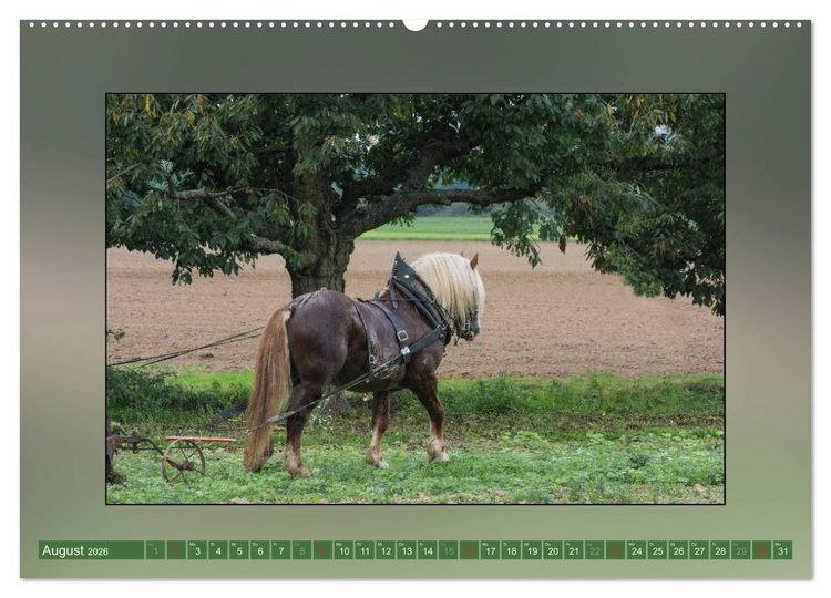 Produktbild: Pferde Vom Minishetty bis zum Kaltblut (Wandkalender 2026 DIN A2 quer), CALVENDO Monatskalender