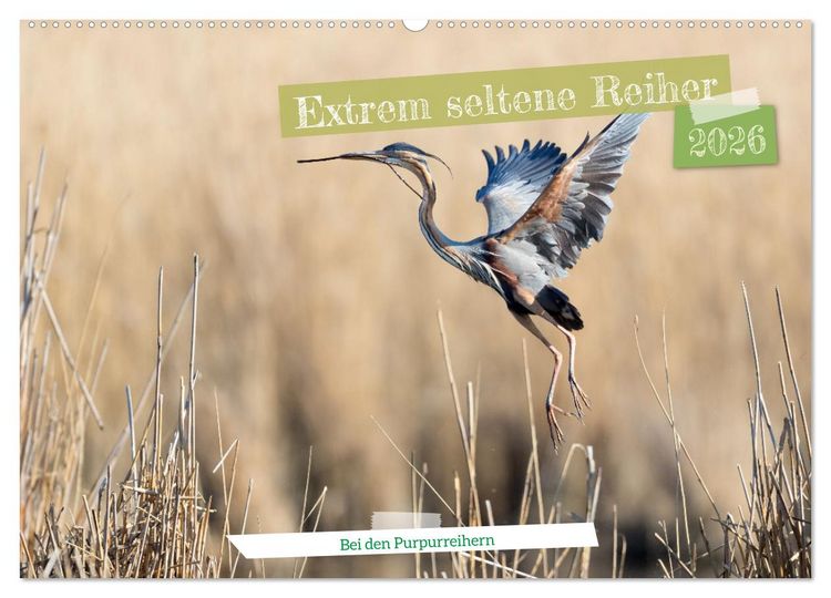 Produktbild: Extrem seltene Reiher (Wandkalender 2026 DIN A2 quer), CALVENDO Monatskalender