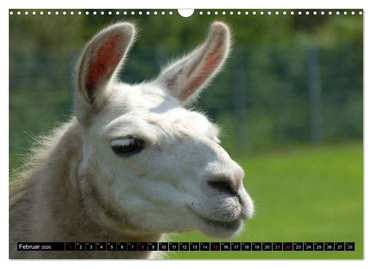 Produktbild: Lama und Alpaka (Wandkalender 2026 DIN A3 quer), CALVENDO Monatskalender