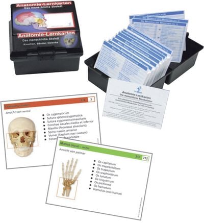 Produktbild: Anatomie Lernkarten menschliches Skelett