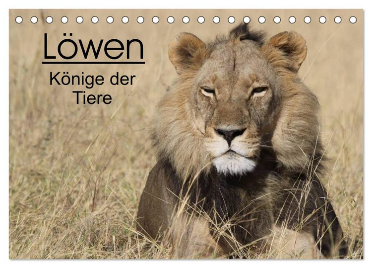 Produktbild: L&ouml;wen - K&ouml;nige der Tiere (Tischkalender 2026 DIN A5 quer), CALVENDO Monatskalender