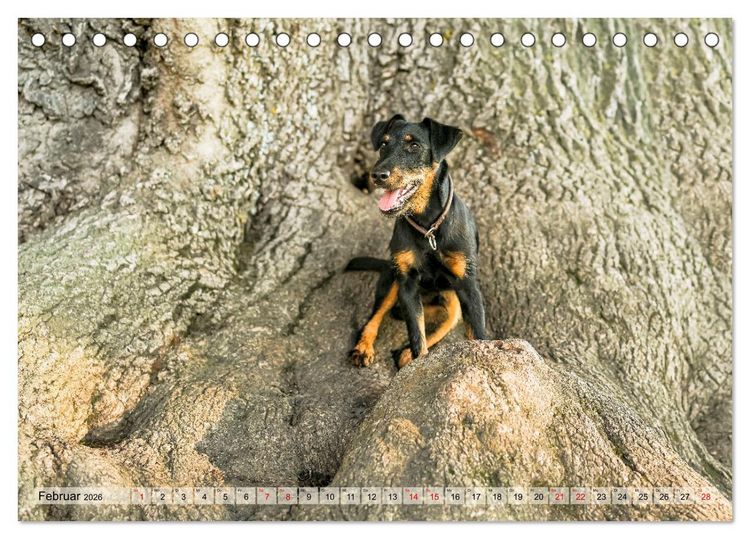 Produktbild: Deutscher Terrier - ein leidenschaftlicher J&auml;ger (Tischkalender 2026 DIN A5 quer), CALVENDO Monatskalender