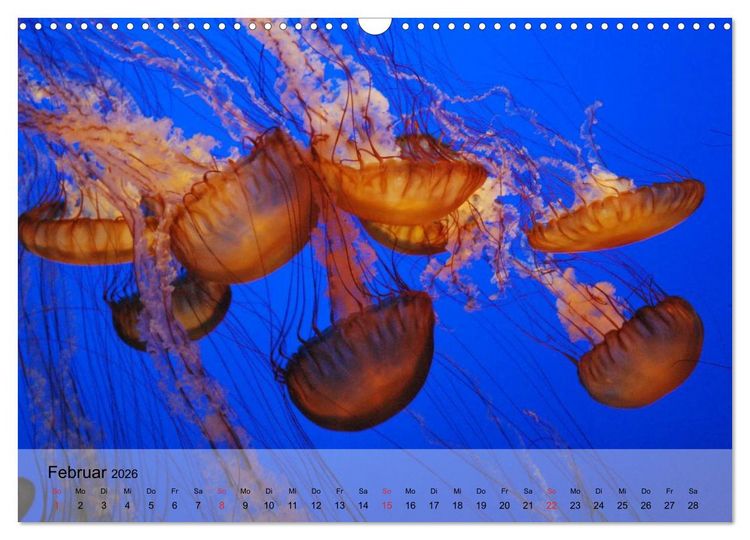 Produktbild: Quallen. Die Welt der Medusen (Wandkalender 2026 DIN A3 quer), CALVENDO Monatskalender