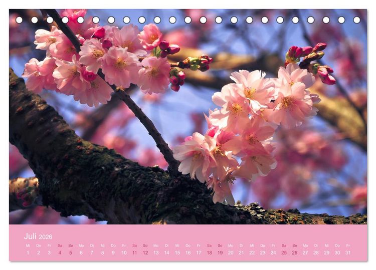 Produktbild: Zarte Kirschbl&uuml;ten - Berauschende Gedankend&uuml;fte (Tischkalender 2026 DIN A5 quer), CALVENDO Monatskalender