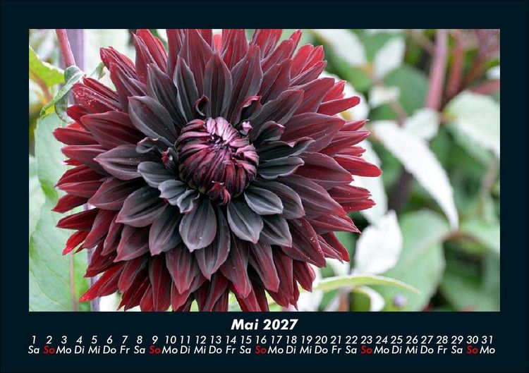 Produktbild: Blumentr&auml;ume 2027 Fotokalender DIN A5
