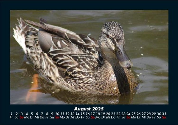 Produktbild: Enten 2025 Fotokalender DIN A5