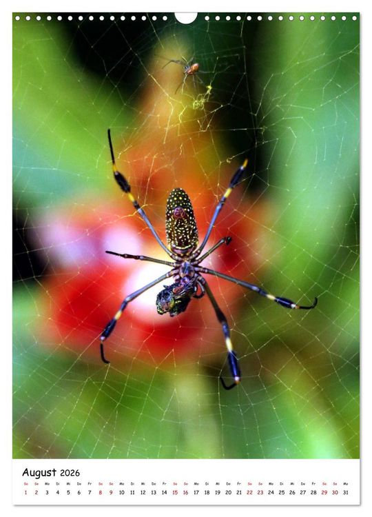 Produktbild: Costa Rica - Fauna & Flora (Wandkalender 2026 DIN A3 hoch), CALVENDO Monatskalender