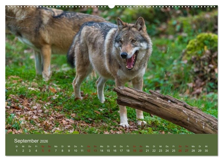 Produktbild: unter W&ouml;lfen (Wandkalender 2026 DIN A2 quer), CALVENDO Monatskalender