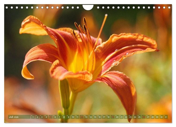 Produktbild: Taglilien im Garten (Wandkalender 2026 DIN A4 quer), CALVENDO Monatskalender