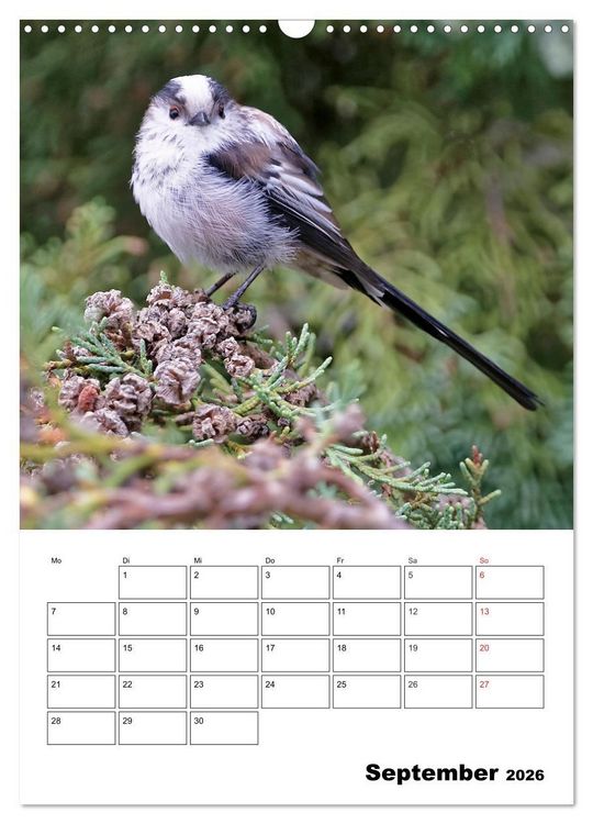 Produktbild: Bezaubernde V&ouml;gel im heimischen Garten (Wandkalender 2026 DIN A3 hoch), CALVENDO Monatskalender