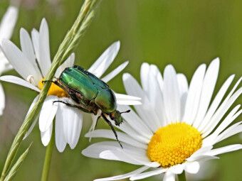 Produktbild: CALVENDO Puzzle Rosenk&auml;fer (Cetonia aurata) auf Margeritenbl&uuml;ten | 1000 Teile Lege-Gr&ouml;&szlig;e 64x48cm Foto-Puzzle f&uuml;r gl&uuml;ckliche Stunden