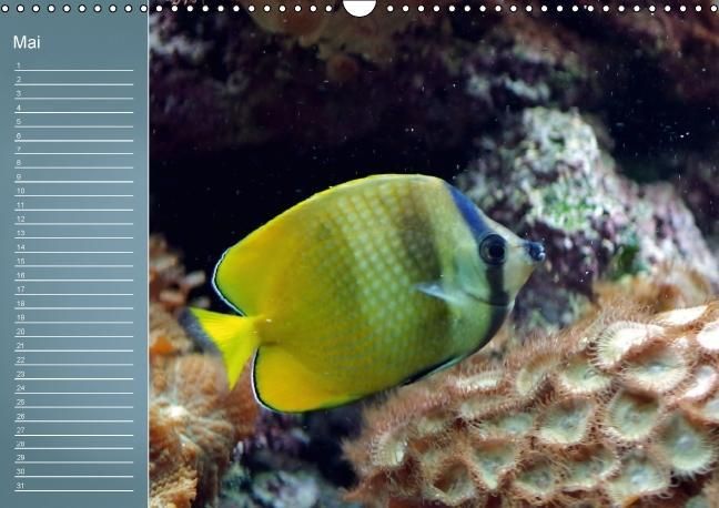 Produktbild: Bunte Riffbewohner - Fische, Anemonen und noch viel mehr (Wandkalender immerw&auml;hrend DIN A3 quer)