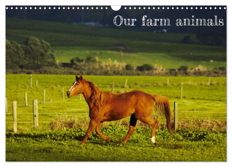 Produktbild: Our farm animals (Wall Calendar 2026 DIN A3 landscape), CALVENDO 12 Month Wall Calendar