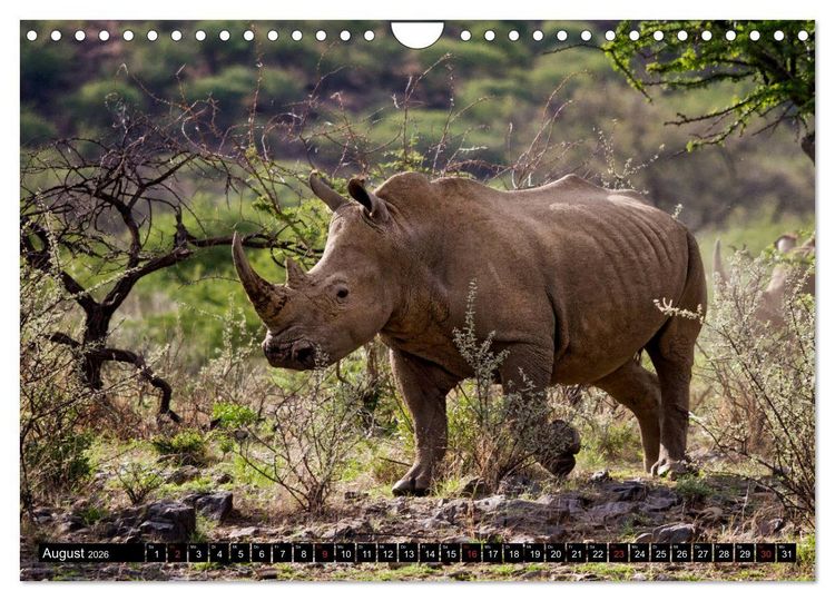 Produktbild: Afrikas Tierwelt: Nash&ouml;rner (Wandkalender 2026 DIN A4 quer), CALVENDO Monatskalender