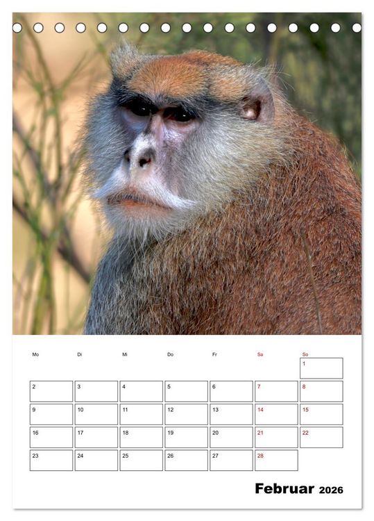 Produktbild: Augenblick der Affen 2026 (Tischkalender 2026 DIN A5 hoch), CALVENDO Monatskalender