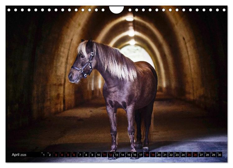 Produktbild: Shetlandpony Kalender (Wandkalender 2026 DIN A4 quer), CALVENDO Monatskalender