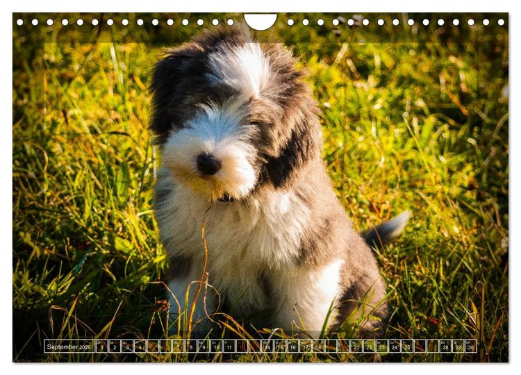 Produktbild: Bearded Collie, mein Freund (Wandkalender 2026 DIN A4 quer), CALVENDO Monatskalender