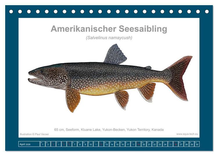 Produktbild: Fisch als Kunst 2026: Amerikanische Saiblinge (Tischkalender 2026 DIN A5 quer), CALVENDO Monatskalender