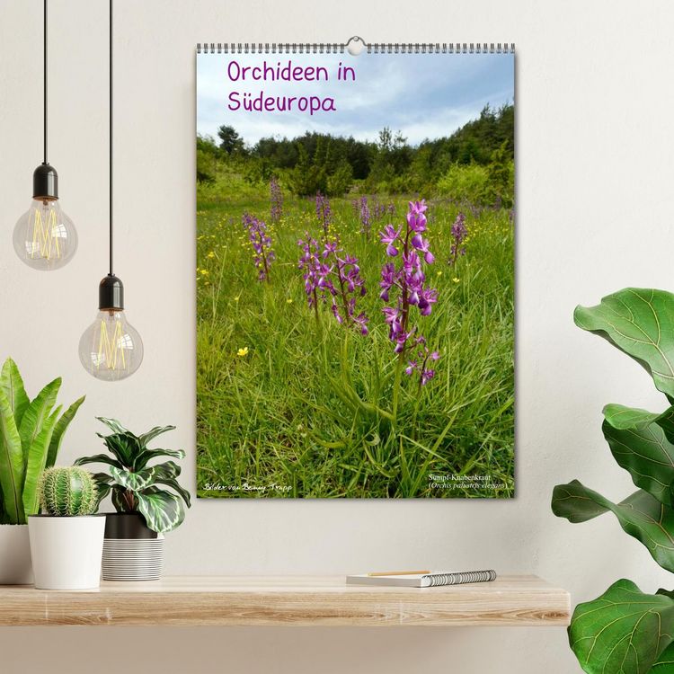 Produktbild: Orchideen in S&uuml;deuropa (Wandkalender 2026 DIN A2 hoch), CALVENDO Monatskalender