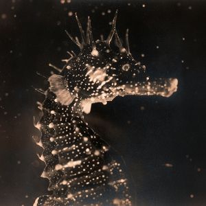 Produktbild: Black Swan (Gatefold)