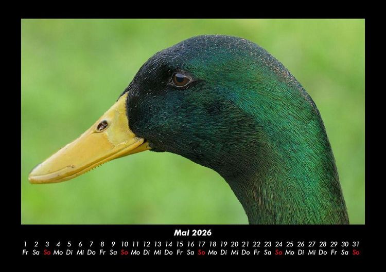 Produktbild: Enten 2026 Fotokalender DIN A3