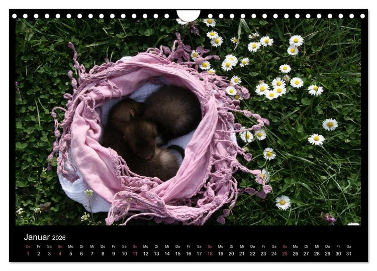 Produktbild: Marderkinder (Wandkalender 2026 DIN A4 quer), CALVENDO Monatskalender