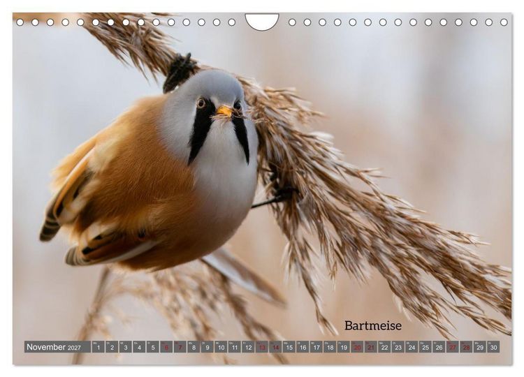 Produktbild: Vogelfotografie aus dem Norden (Wandkalender 2027 DIN A4 quer), CALVENDO Monatskalender