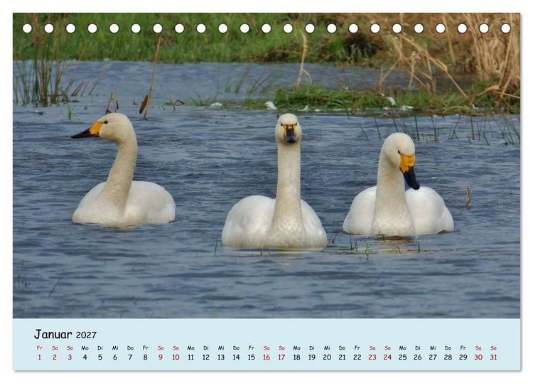 Produktbild: Faszination Zugv&ouml;gel - Rekorde in der Vogelwelt (Tischkalender 2027 DIN A5 quer), CALVENDO Monatskalender