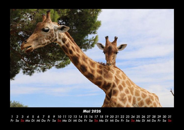 Produktbild: Giraffen 2026 Fotokalender DIN A3