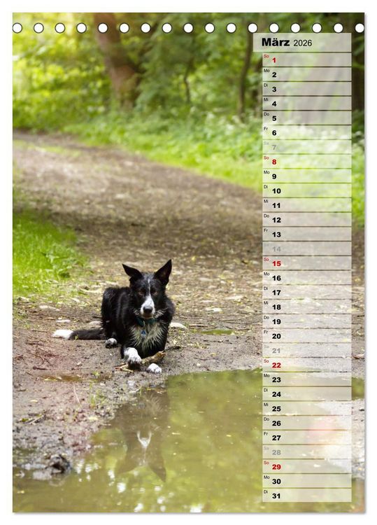 Produktbild: Mein Border Collie (Tischkalender 2026 DIN A5 hoch), CALVENDO Monatskalender