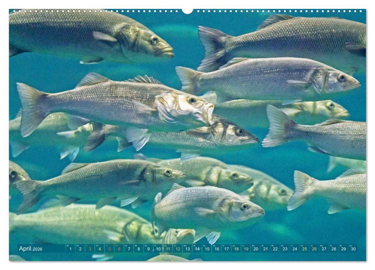 Produktbild: Fische in Teichen und Fl&uuml;ssen (hochwertiger Premium Wandkalender 2026 DIN A2 quer), Kunstdruck in Hochglanz
