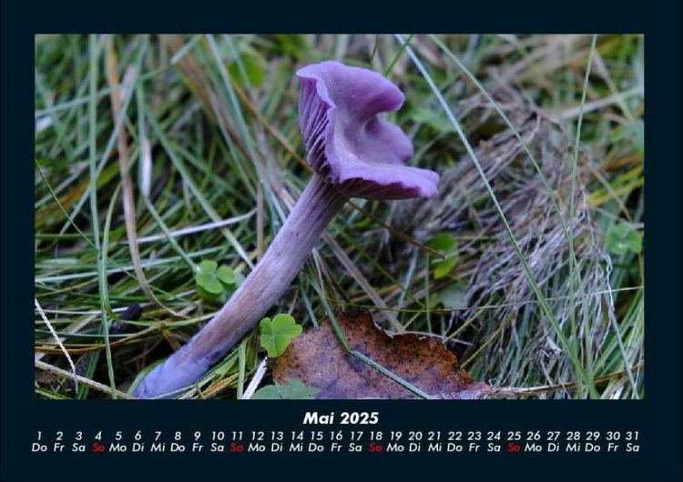 Produktbild: Pilzkalender 2025 Fotokalender DIN A4