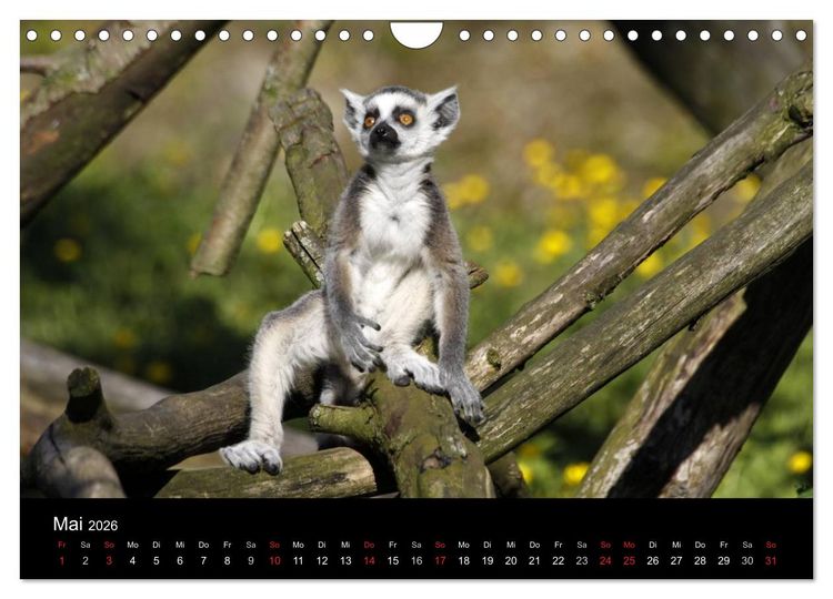 Produktbild: Zoo-Kinder (Wandkalender 2026 DIN A4 quer), CALVENDO Monatskalender